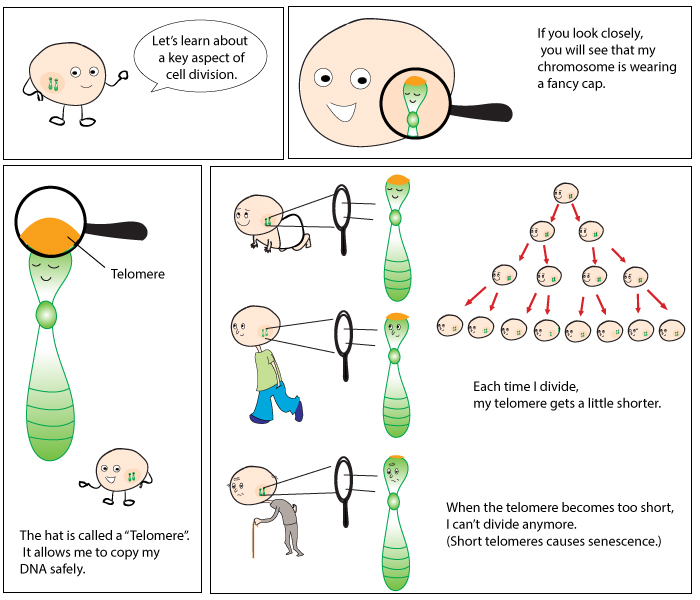 Telomere replication